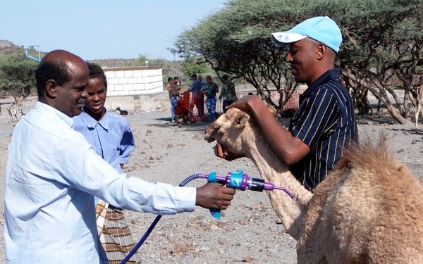 VETCAP Brings Training, Education, Hope to Djiboutian Herdsmen