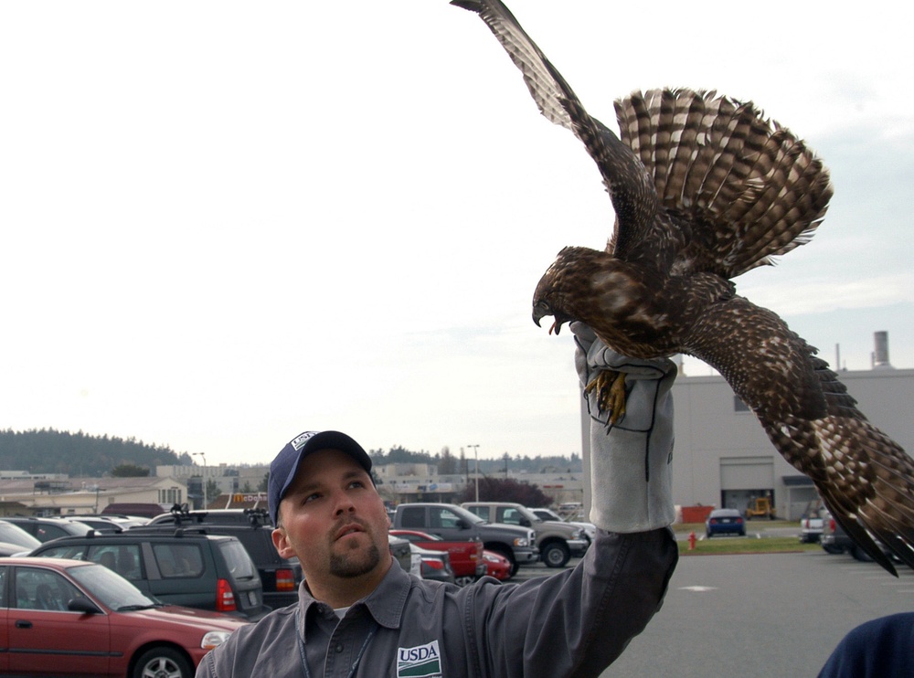 Dane Ledbetter holds red-tailed hawk
