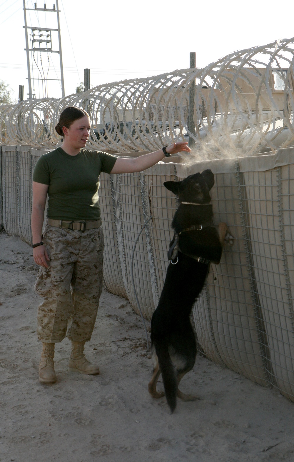 Task Force Military Police Train dogs