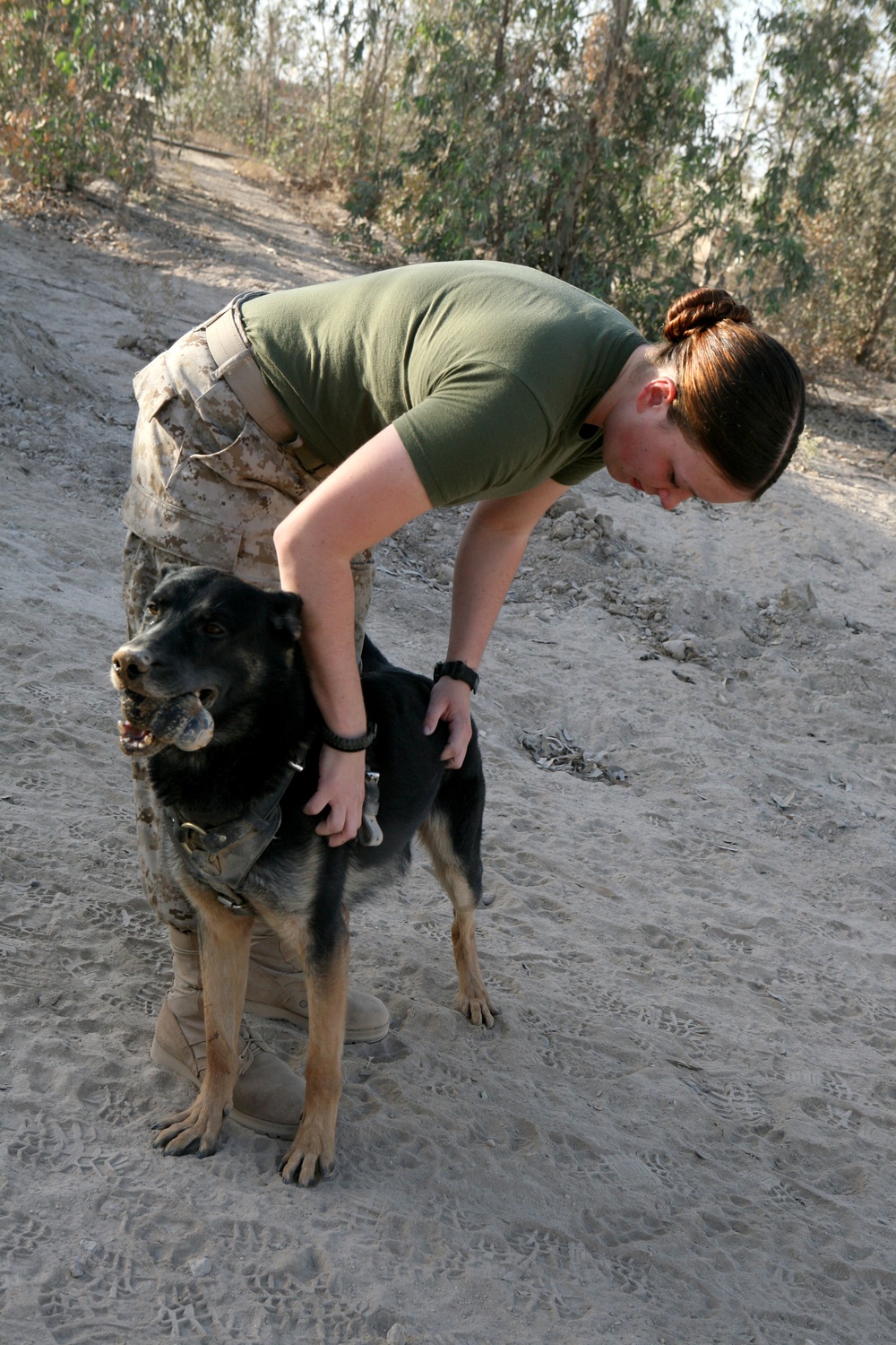 DVIDS - Images - Task Force Military Police Train dogs [Image 2 of 2]