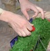 Armistice Day, Remembrance Day, Poppy Day and Veterans Day