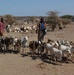 CJTF-HOA Vaccinates Herds in Civic Action Program