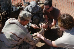 CJTF-HOA Vaccinates Herds in Civic Action Program