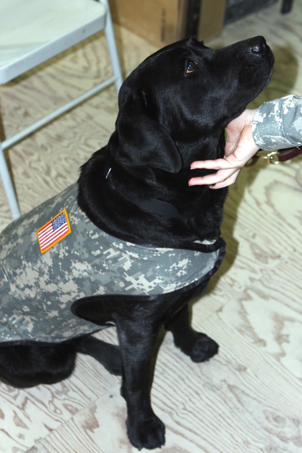 Combat stress dog puts Bastogne Soldiers 'At Ease'