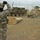 Sappers clear dangerous route essential to Operation Raider Harvest A U.S. Army soldier in ACU (Army Combat Uniform) stands in the foreground directing or observing military vehicle movement on a dusty gravel road. Behind him, a tan MRAP (Mine-Resistant Ambush Protected) vehicle is towing a large concrete barrier, with a Stryker armored vehicle visible further back. The scene appears to be at a forward operating base or checkpoint in a desert environment, likely Iraq or Afghanistan.