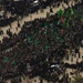 Ashura pilgrimage in Karbala