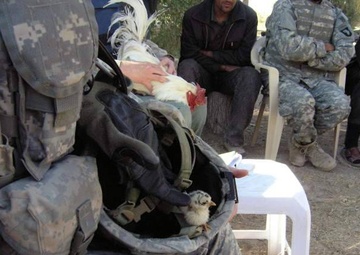 Poultry drives hope: South of Baghdad, Coalition Forces work with poultry g