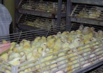 Poultry drives hope: South of Baghdad, Coalition Forces work with poultry g