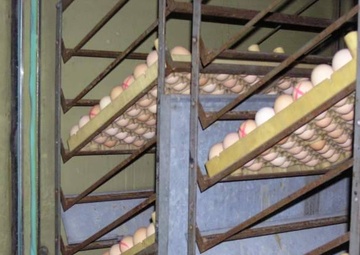 Poultry drives hope: South of Baghdad, Coalition Forces work with poultry g