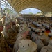 CJTF-HOA Change of Command