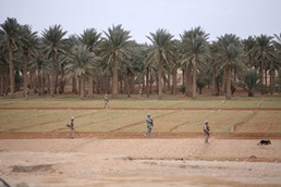 MWSS-372 Keeps Hawran Cache-free One Field at a Time