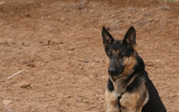 A black and tan German Shepherd dog is sitting on bare reddish-brown dirt ground, appearing alert with ears erect. To the dog's left, two small objects are partially visible on the ground surface — one appears to be a snail shell and the other a small metallic object. The setting appears to be an outdoor, arid or dry environment with no vegetation visible.