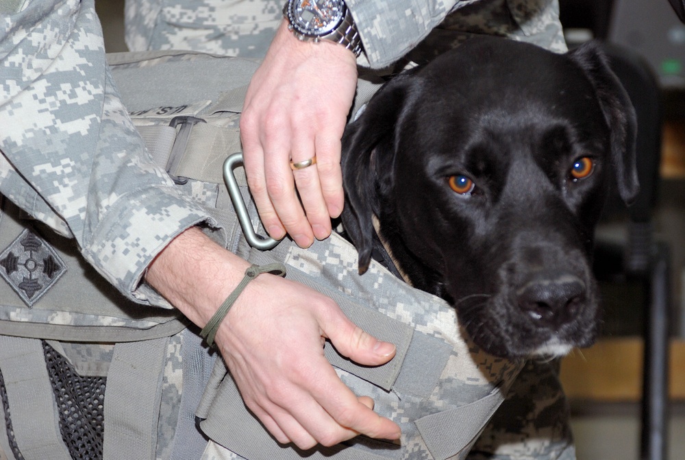Canine companion keeps 'Mountaineer' spirits high