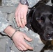 Canine companion keeps 'Mountaineer' spirits high