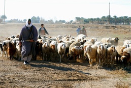 Top Guns Hold Veterinarian Clinic for Iraqi Community