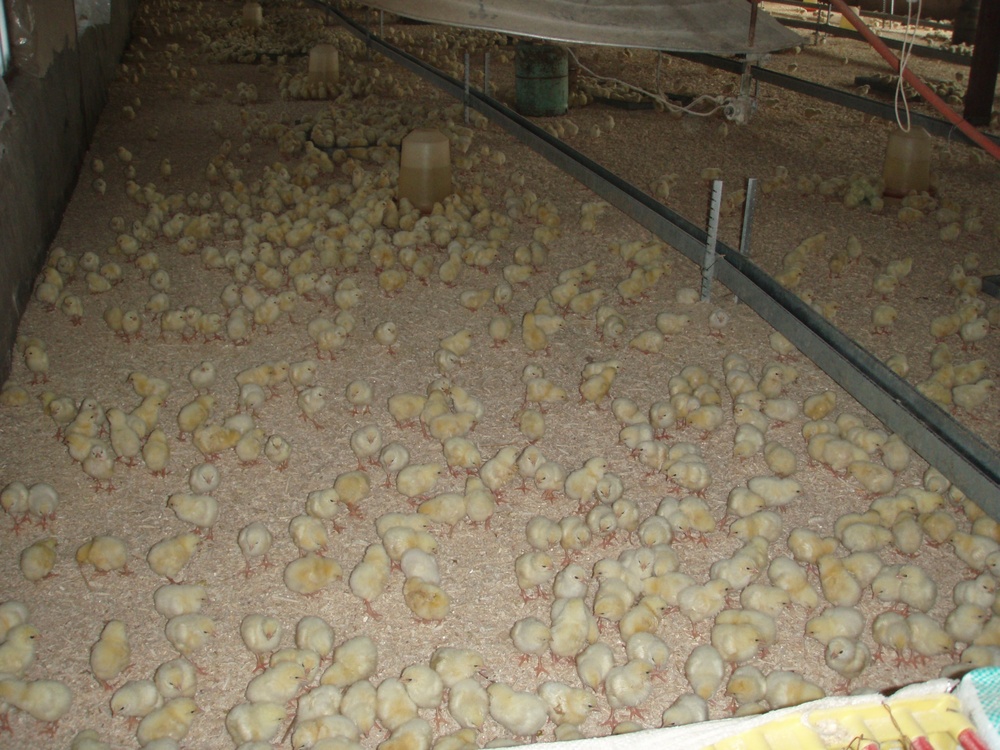 Chicken farms operational, but face challenges