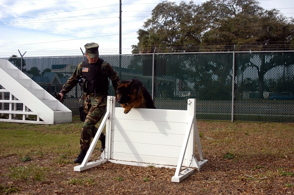 Sailors Train Military Working Dogs