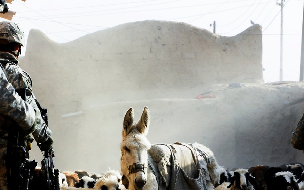 Several soldiers in US Army ACU (Army Combat Uniform) camouflage are standing in a narrow dusty alleyway flanked by mud-brick walls, observing a herd of sheep and a donkey passing through. The setting appears to be a rural village, likely in Afghanistan or Iraq, based on the architecture and environment. The animals are moving through the confined passage while the soldiers maintain their positions.