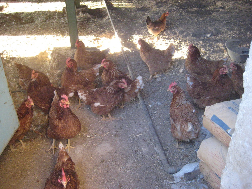 Chicken industry a spark to economic progress in Iraq