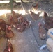 Chicken industry a spark to economic progress in Iraq