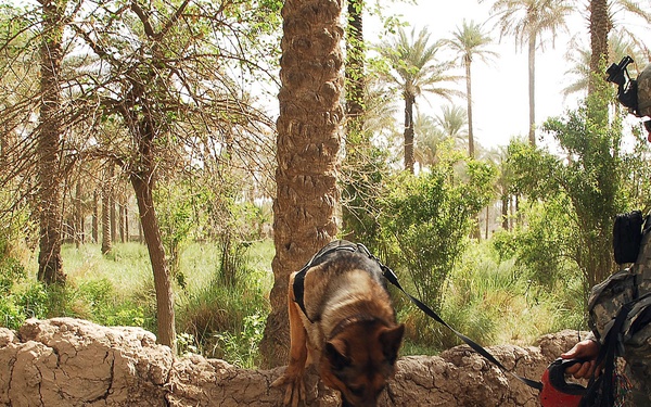 Operation Arrow Cleanup Keeps Hib Hib Clear of Weapon Caches.