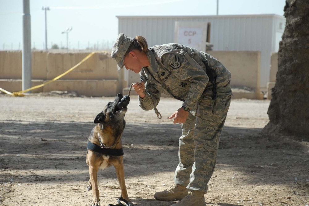 Military Working Dogs