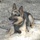 Military Working Dogs