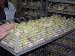 Hatching an industry