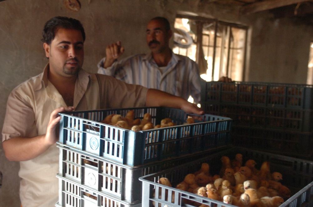 Chicken farming gets a new boost in Hawr Rajab