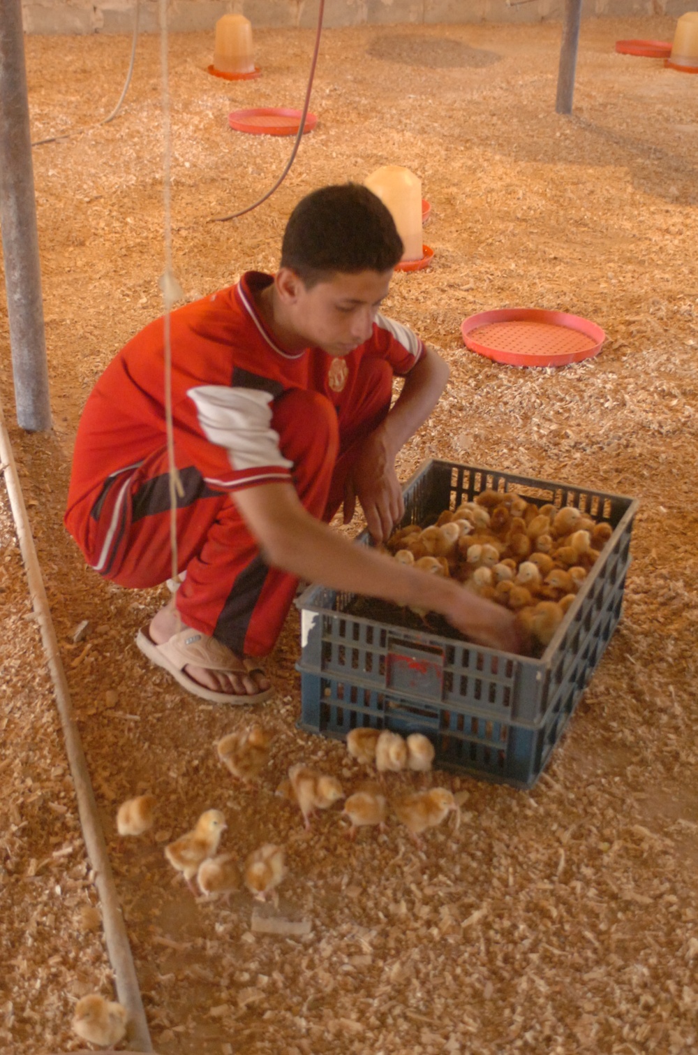 Chicken farming gets a new boost in Hawr Rajab