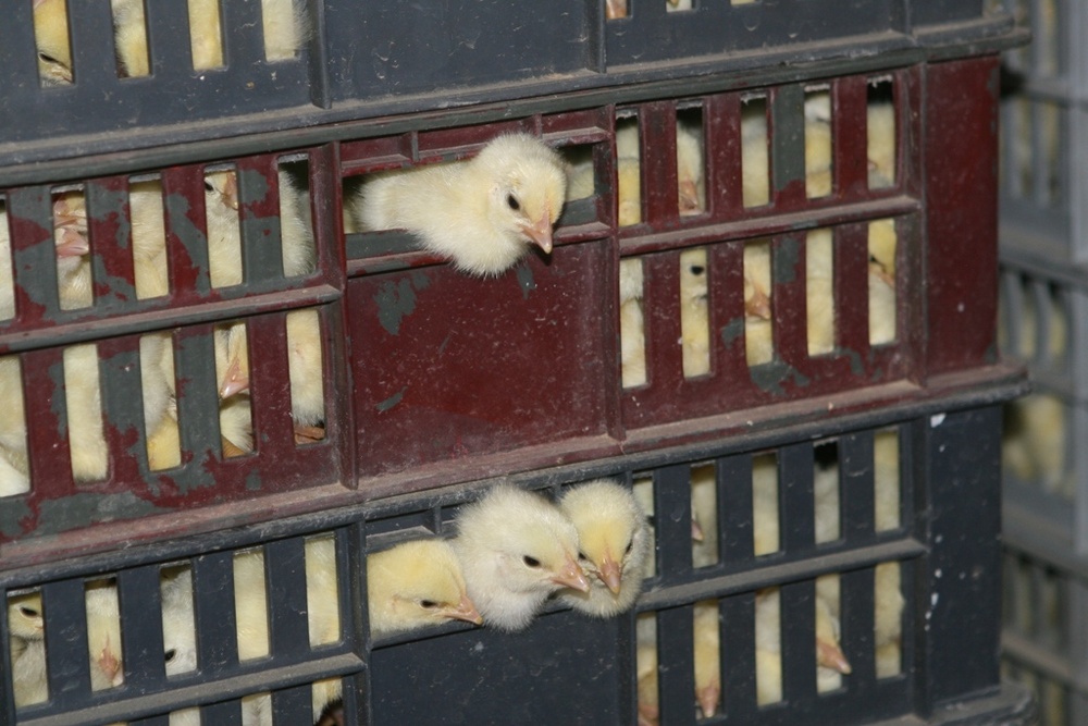 Chicks hatch, kick start poultry industry