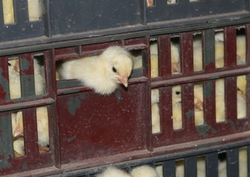 Chicks hatch, kick start poultry industry