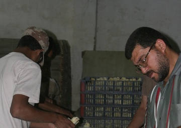 Chicks hatch, kick start poultry industry