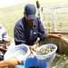 Fish farming rebounds in MND-C