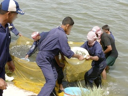 Fish farming rebounds in MND-C