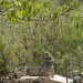 U.S. Army in Kapisa Province