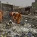 Mosul Street Clean Up