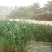 Iraqi government funds canal cleaning