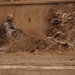 Searching for al-Qaida near Salman Pak