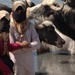Women heard water buffalo past Iskan