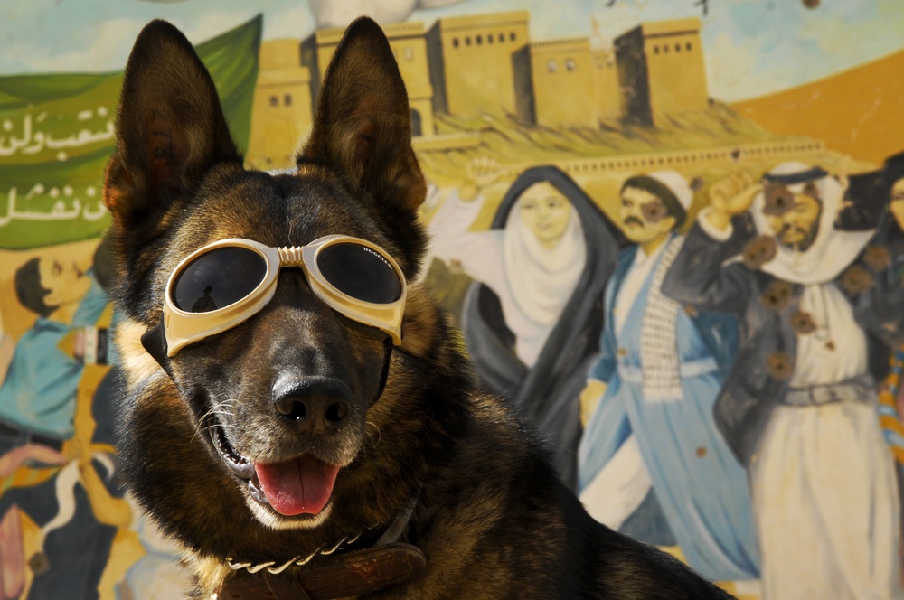 Karlo the K-9