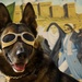 Karlo the K-9