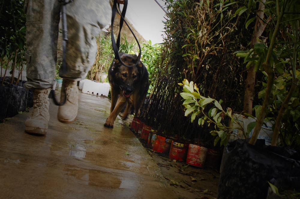Karlo the K-9