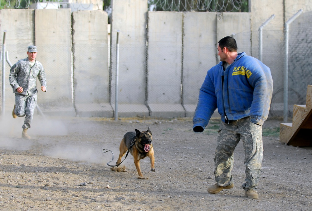 Selected service members work with furry friends