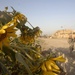 U.S. Soldiers Patrol Past Plot of Sunflowers
