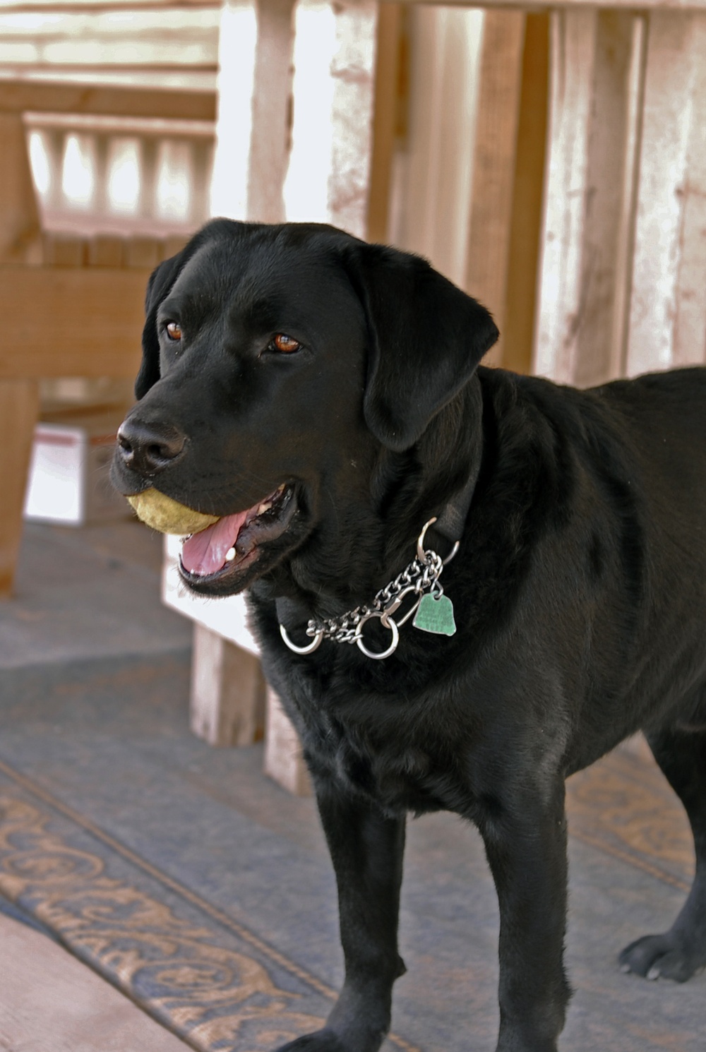 Budge: stress reliever, dog in disguise