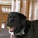 Budge: stress reliever, dog in disguise