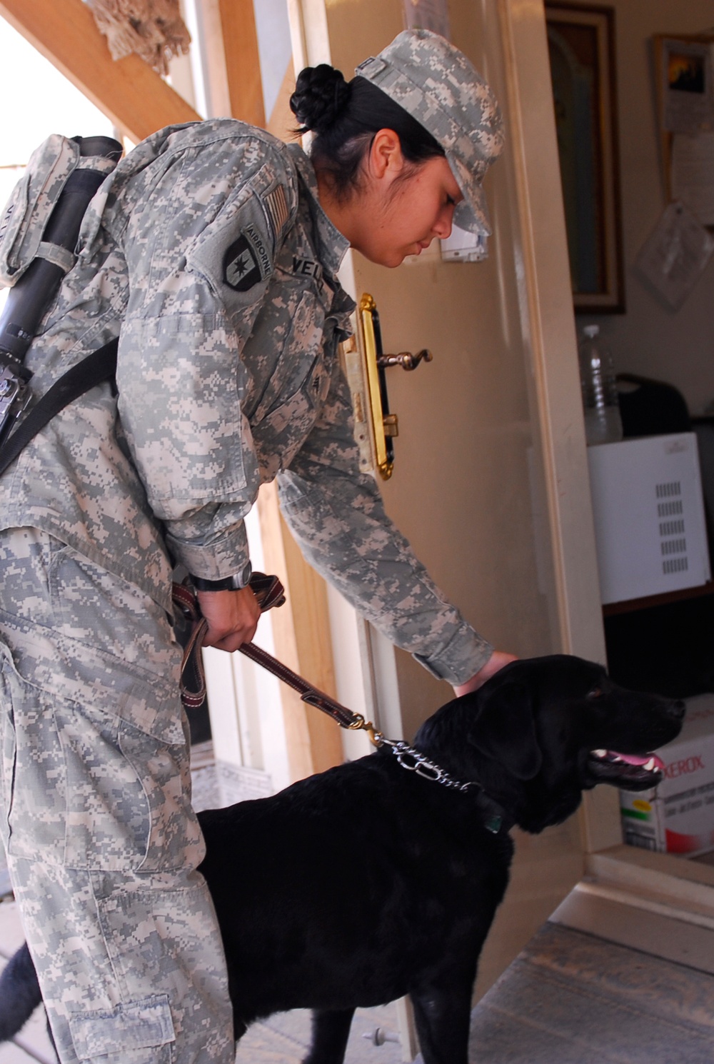 Budge: stress reliever, dog in disguise