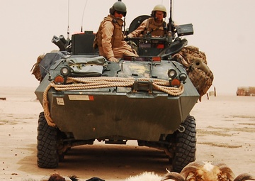 Marines Watch Farm Animals While on Patrol