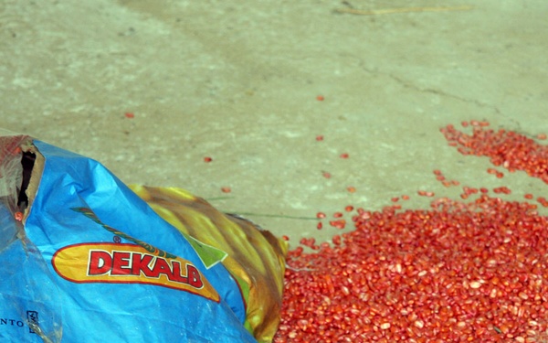 2 tons of seed delivered to local farmers